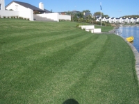 Hydroseeded lawn at Clearwater