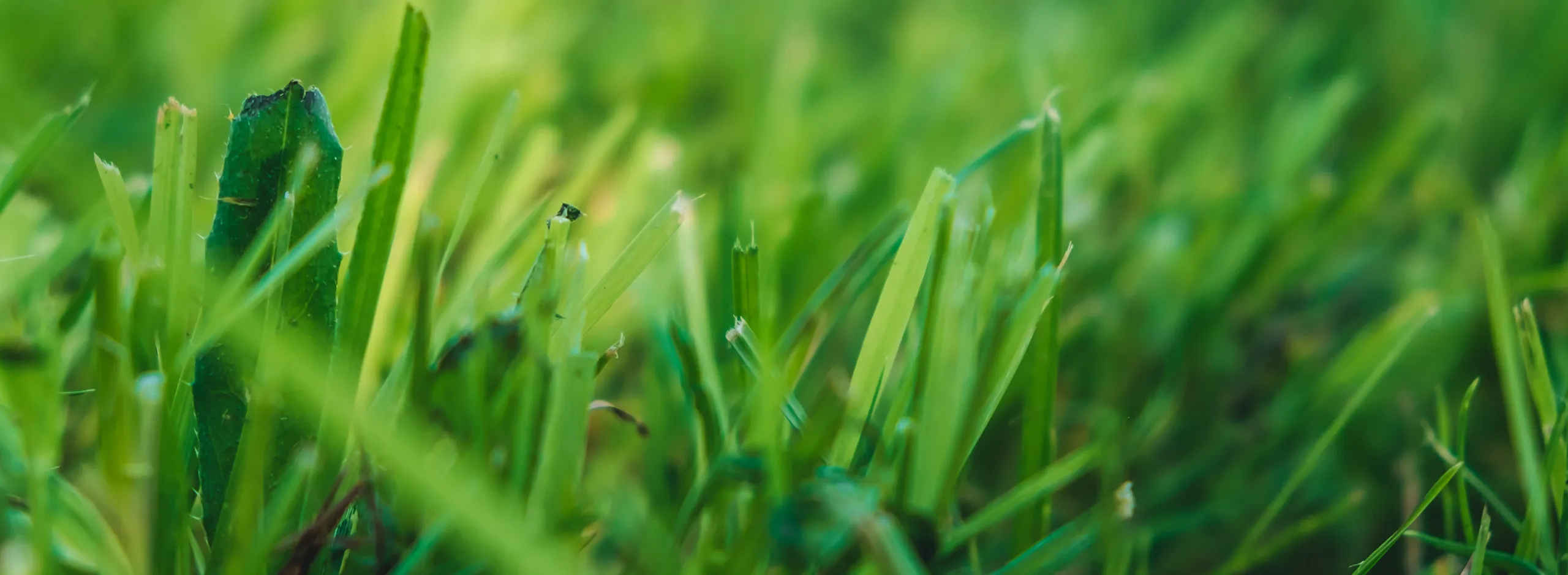 two people and a fox sitting looking happy